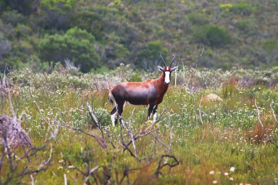 0 Bedroom Property for Sale in Kabeljauws Eastern Cape